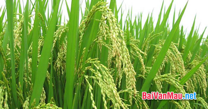 Cây lúa Việt Nam chuyển mình trong thưở đất nước thái bình