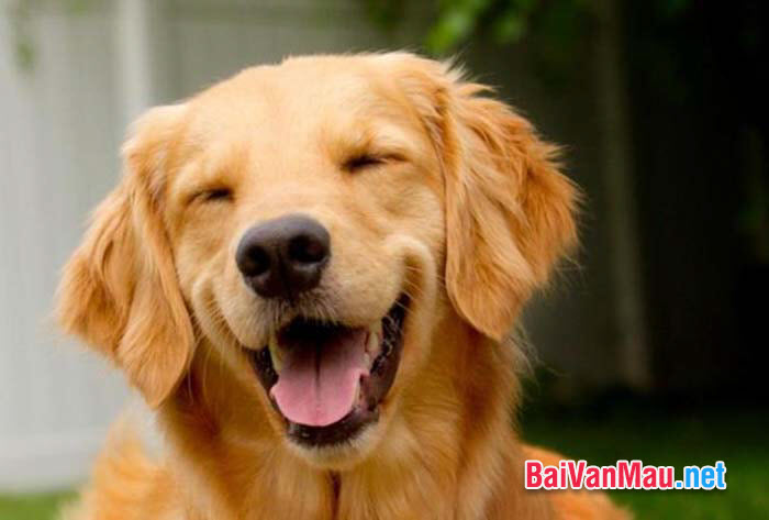 Văn tự sự - Chó đã biết cười