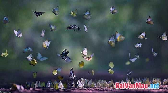 Văn nghị luận - Cổ tích loài bướm