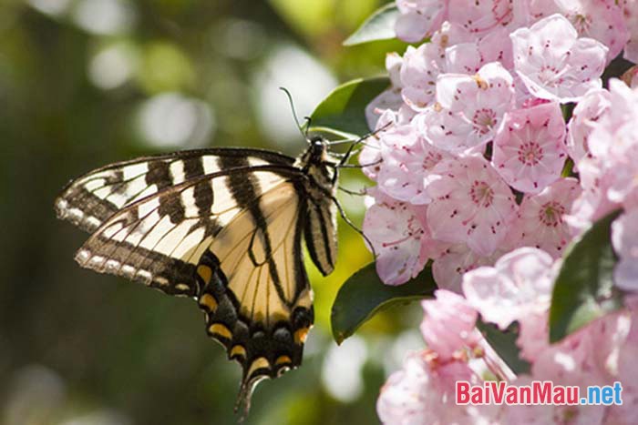 Của ong bướm đây tuần tháng mật Tháng giêng ngon như một cặp môi gần