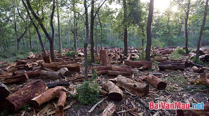 Hiện nay rừng đầu nguồn đang bị tàn phá