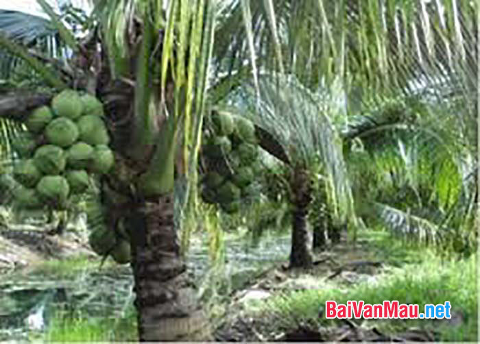 Văn thuyết minh - Thuyết minh về cây dừa quê em