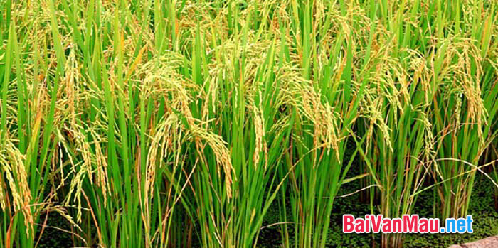 Chúng tôi là lúa một loài cây quen thuộc của làng quê Việt Nam